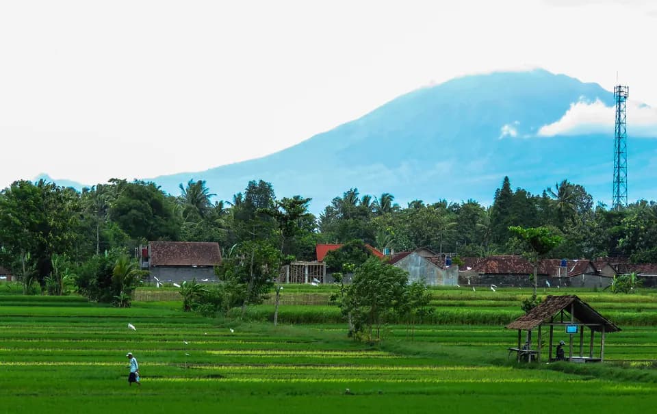 Foto lanskap sawah hijau dengan gunung di kejauhan, foto oleh PapperSpray
