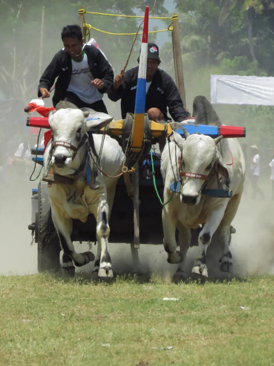 Foto dokumenter lomba gerobak sapi di lapangan berdebu, foto oleh PapperSpray