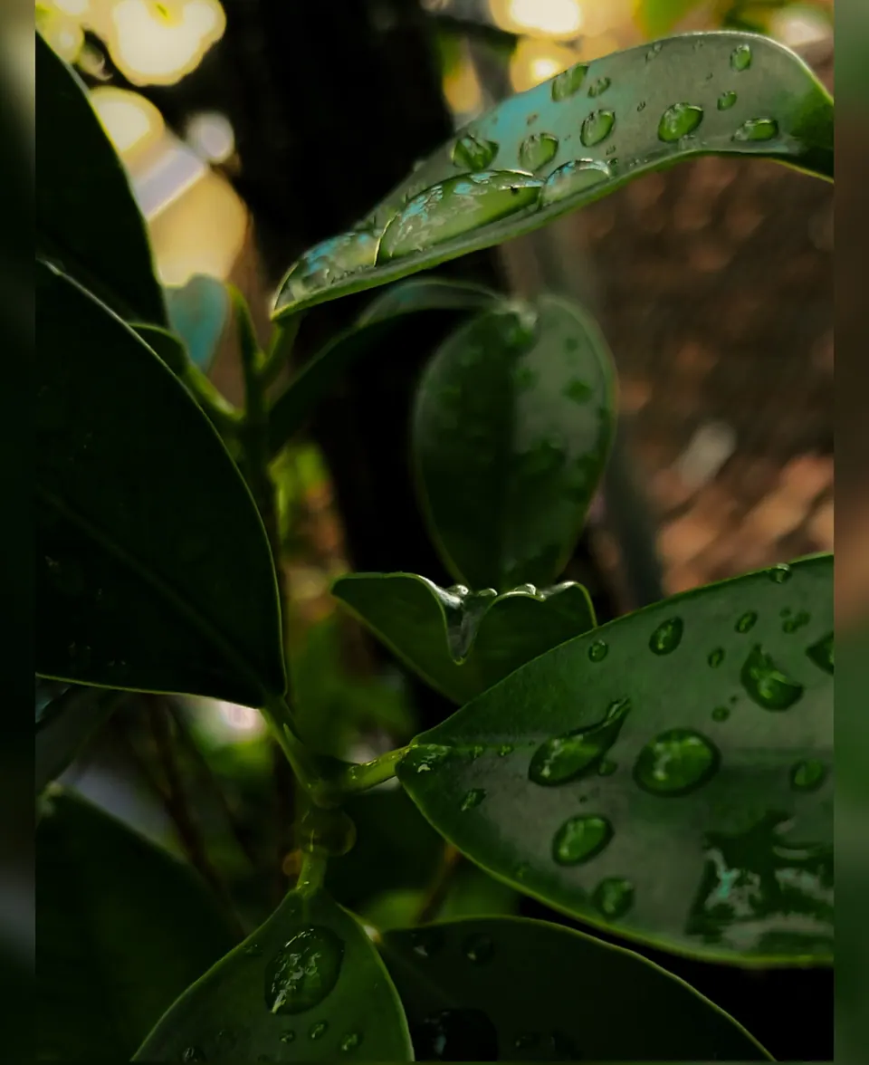 Foto makro daun basah dengan butiran embun dan cahaya hangat, foto oleh Vier Studio